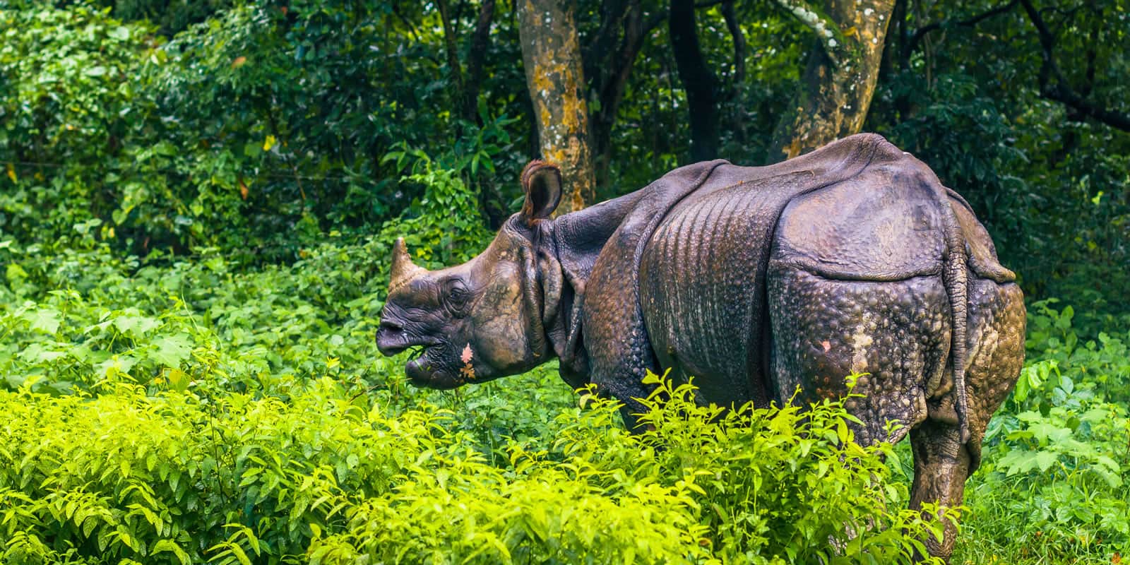 Image for Kathmandu and Chitwan Tour with Dhulikhel